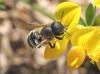 Osmia aurulenta